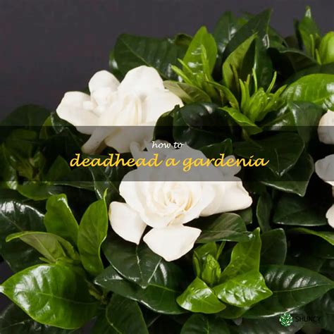 how to deadhead gardenia.